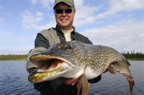 pictures of pike|rare pike bigger than northern.